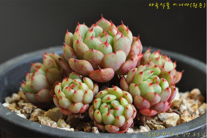 韩国多肉大全图片,多肉公主的图片