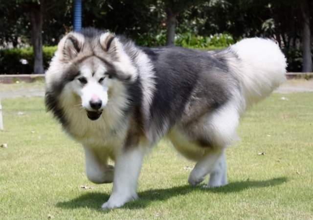 饲养阿拉斯加犬的注意事项,饲养阿拉斯加