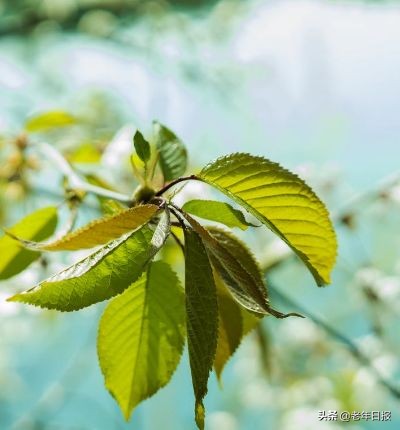 老年节征文,老年健康知识征文