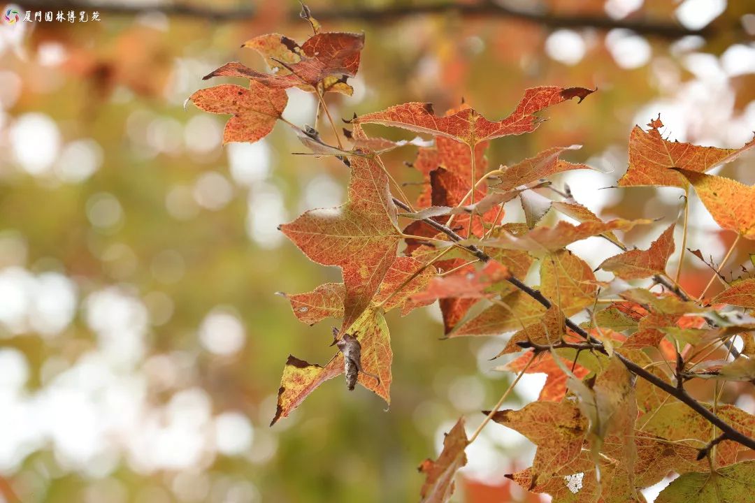 速来!园博苑有让*欲人**罢不能的季相变化之美,还有众多萌物陪伴你~
