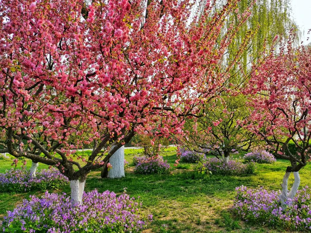 北京丰台五一旅游最佳去处,丰台区赏花景点