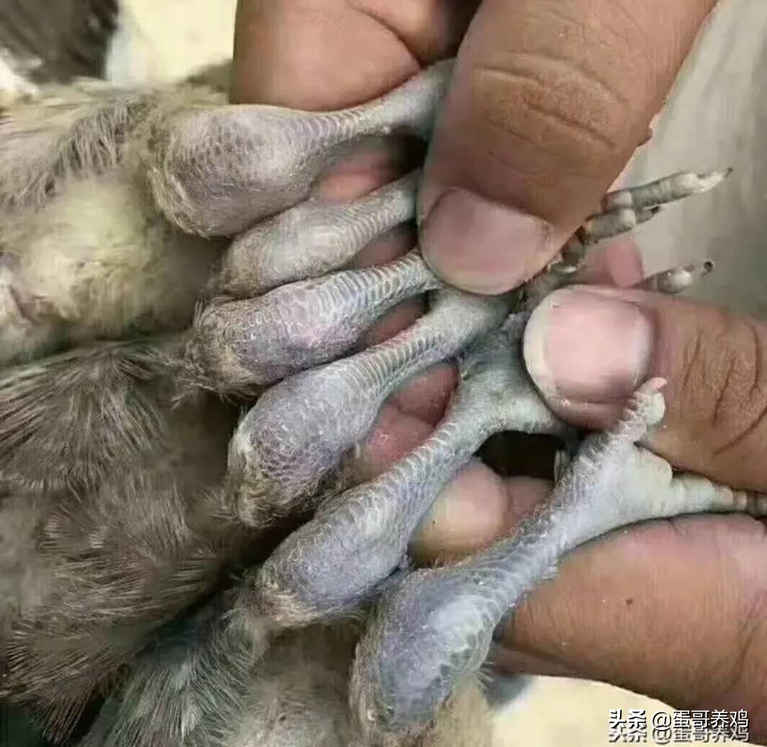 鸡痛风怎么治疗最有效,鸡痛风的预防措施和应对方案