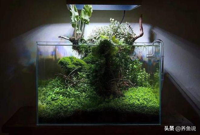 水草入缸怎么不扶起来,水草养不活怎么办