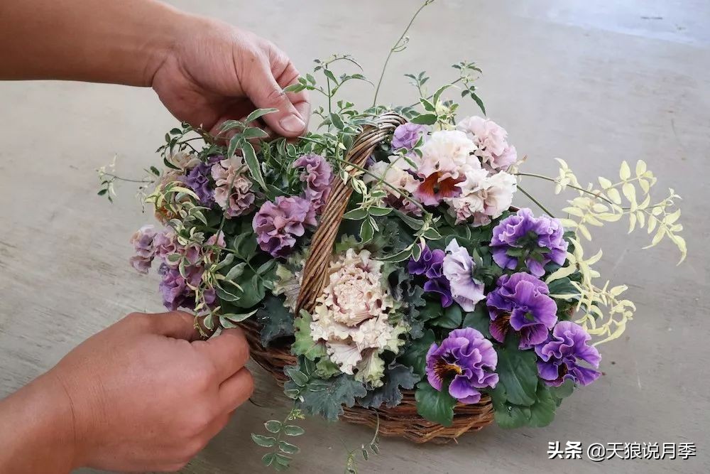 三色堇花卉盆栽,四季开花盆栽三色堇