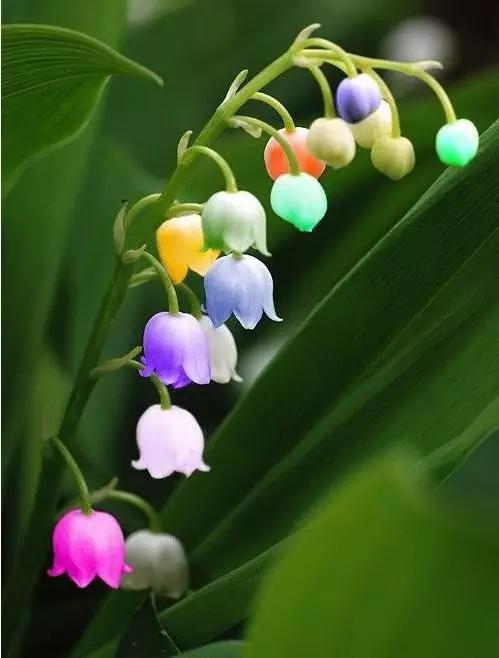 世界上有多少种花朵罕见 (最罕见的十大花朵排行榜)