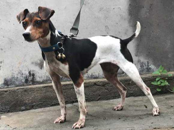 和杰克罗素犬相像的土狗,怎么区分杰克罗素狗和土狗