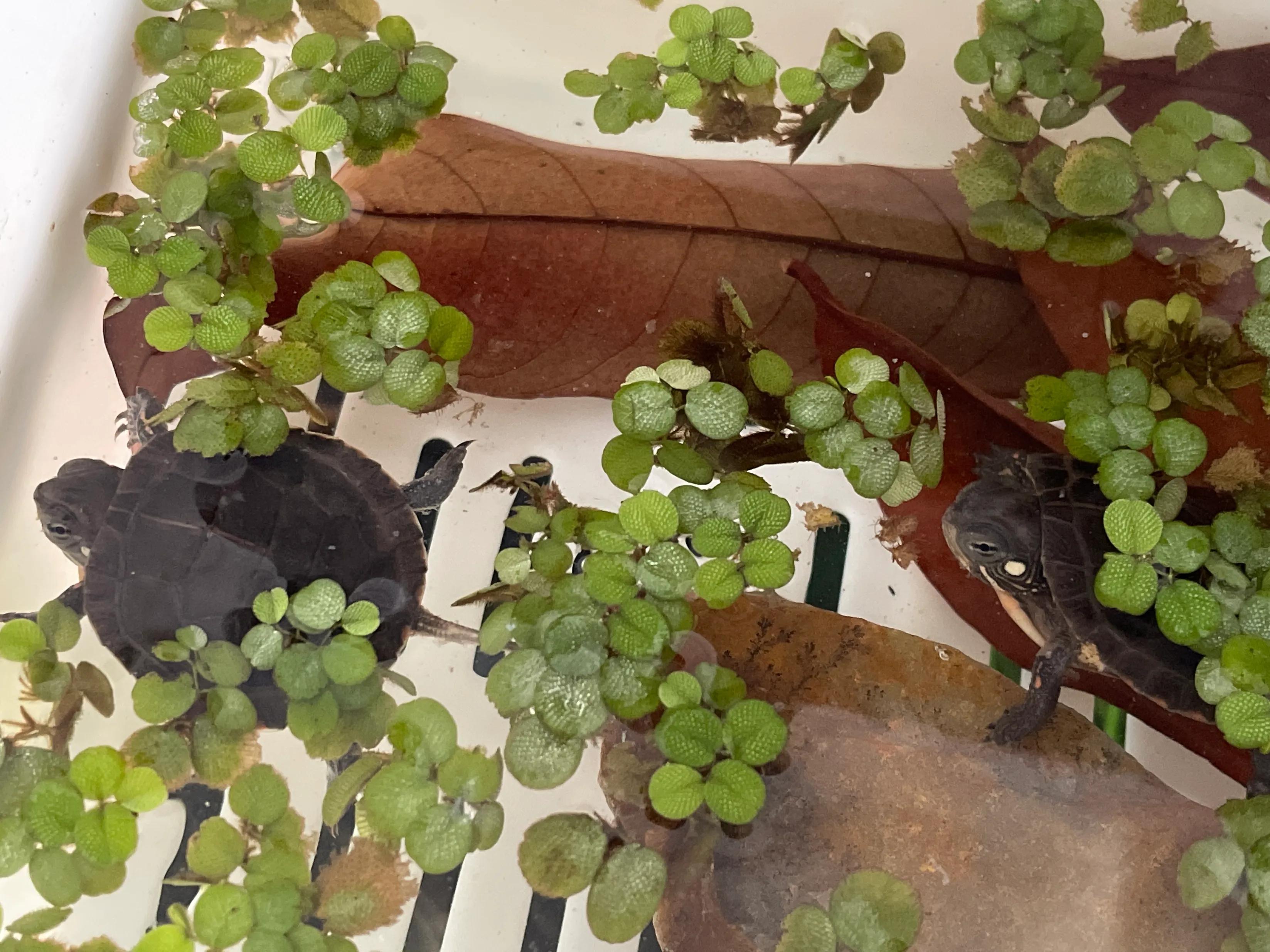 东锦龟底板腐甲怎么处理,西锦腐皮怎么处理