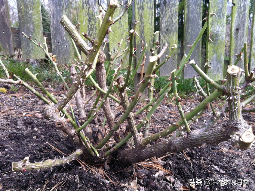 月季新手种植教程,购苗、修剪、施肥、浇水、喷药,手把手教你