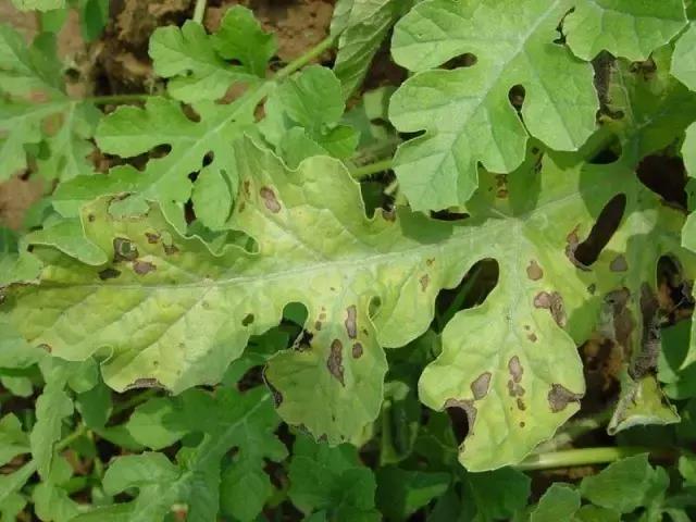 瓜类病害治疗药,瓜类主要病害有哪五条