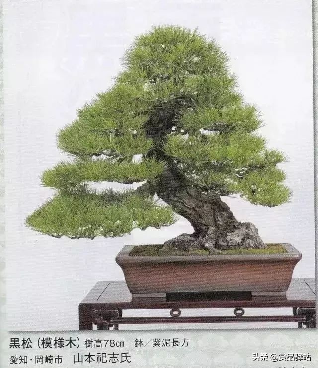 黑松盆景寓意 (黑松盆景风水)