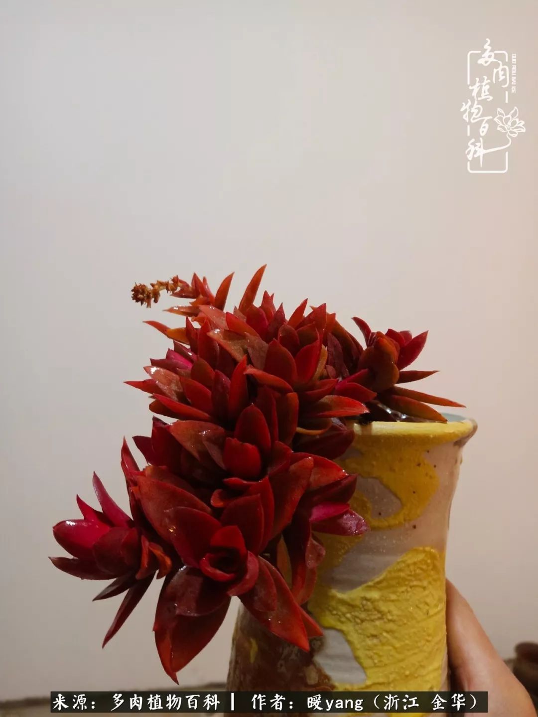 养多肉是业余的纯粹是爱好,每晚7点教您快速入门养多肉