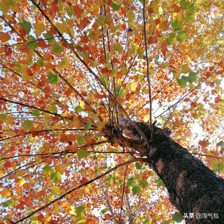 秋分一半热烈一半安详,秋分秋天分两半