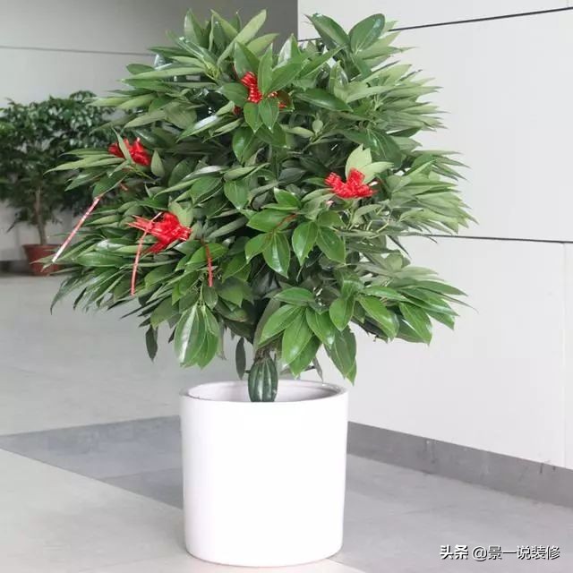 搬家入新宅适合送什么植物,搬家送礼物送什么盆栽最合适