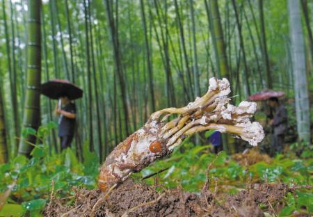 吃它大补?女子连吃30多根“平价冬虫夏草”,呼吸心跳都停了!