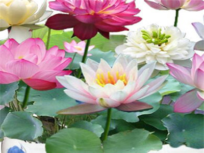 睡莲怎么种才能养得活,睡莲水养种植方法全过程