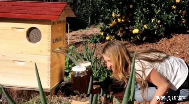 最便宜的蜂箱多少钱一个,蜂箱价格40元是真的吗