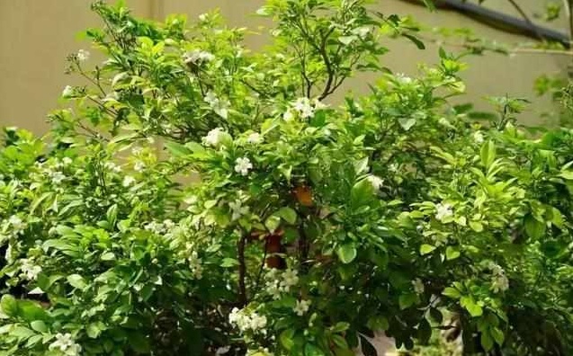 好养又散发氧气的盆栽,室内四季开花好养带香的盆栽