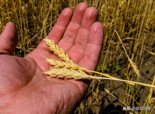 腹泻拉稀吃什么食物缓解,腹泻的时候吃什么会加重腹泻