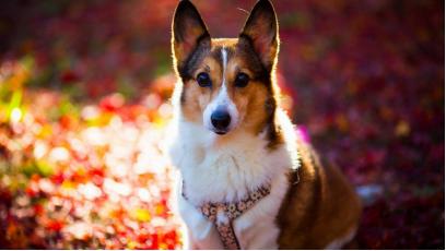 狗狗生理常识各位铲屎官都知道吗,生殖功能怎么保护