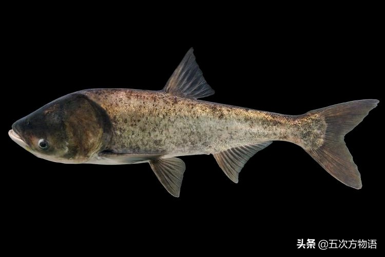 中国四大家鱼的视频,人们常说的四大家鱼