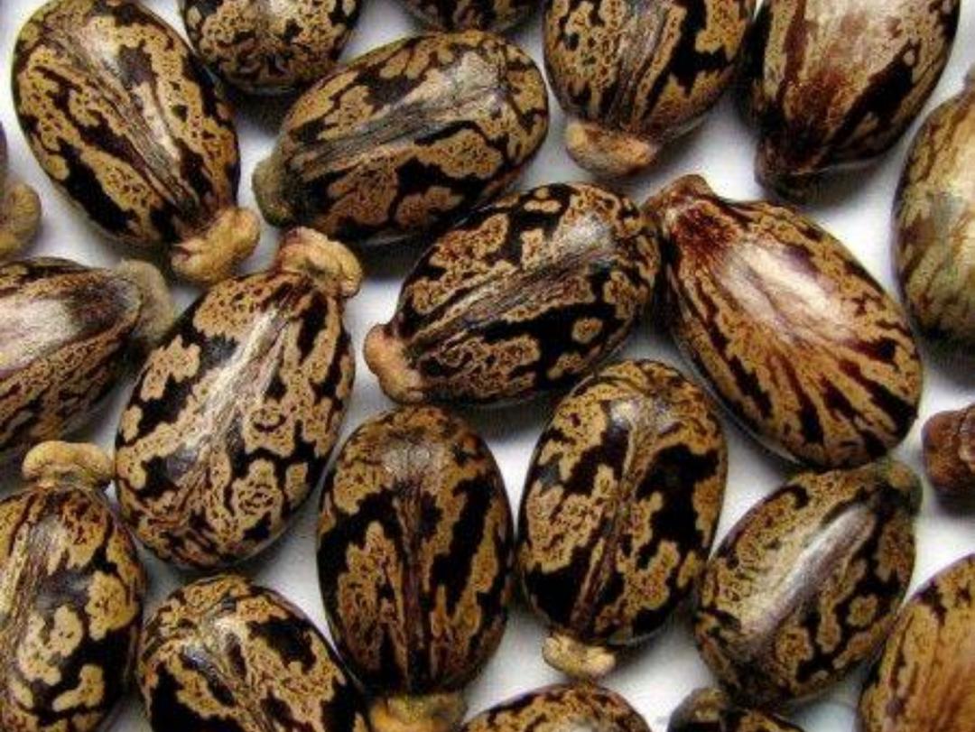 蓖麻子为什么成为了战略物资,蓖麻国家禁止吗