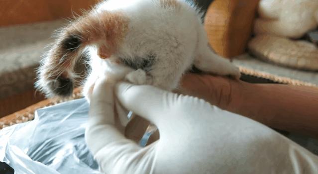 国家一级保护野生猫,国家一级保护哺乳动物名单