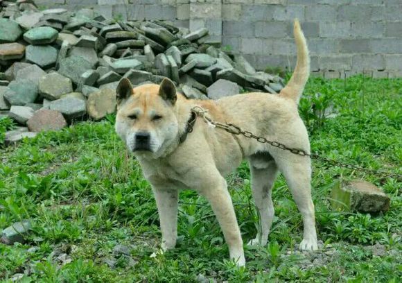 民间相狗术视频大全,民间相狗秘诀