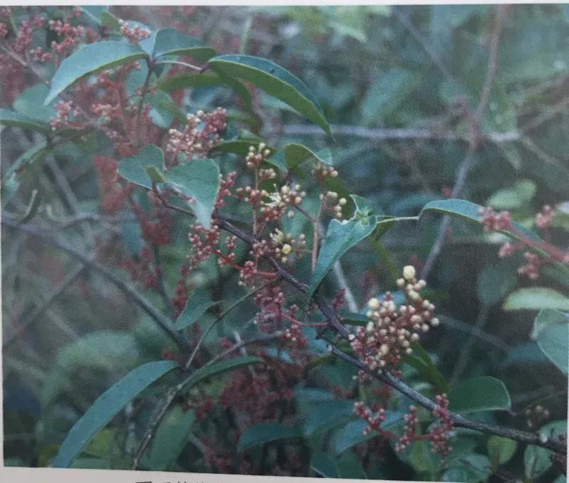 中草药牙膏两面针成分,两面针牙膏的功效和作用