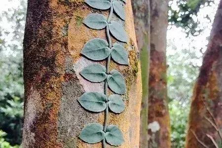 香港麦理浩徒步路线,香港徒步是全球十佳徒步路线吗