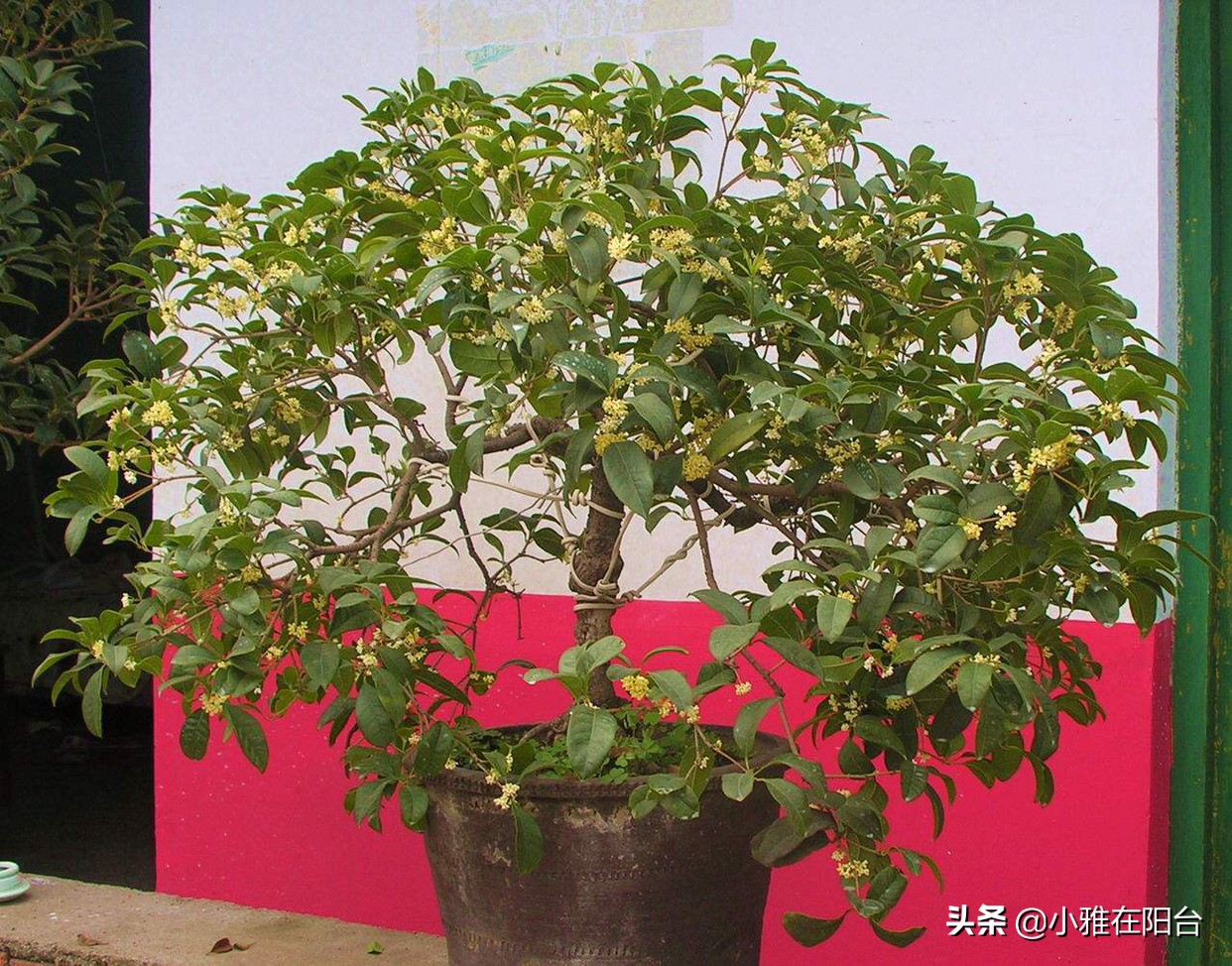 桂花盆栽如何施肥,盆栽桂花什么时候施肥