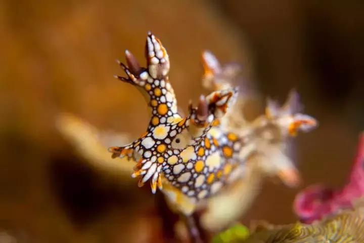 比马尔代夫更美的国家,比马尔代夫还美丽