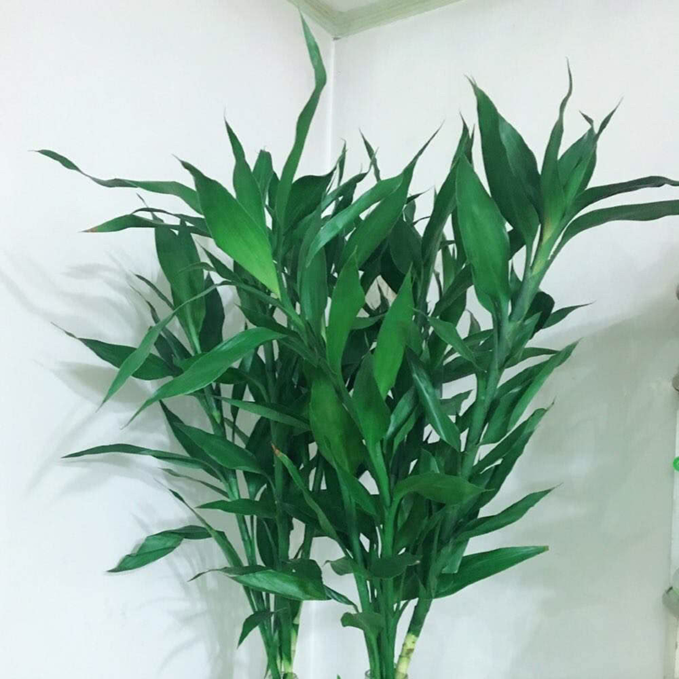 富贵竹黄叶水发臭是怎么了,富贵竹水发臭黄叶杆干瘪