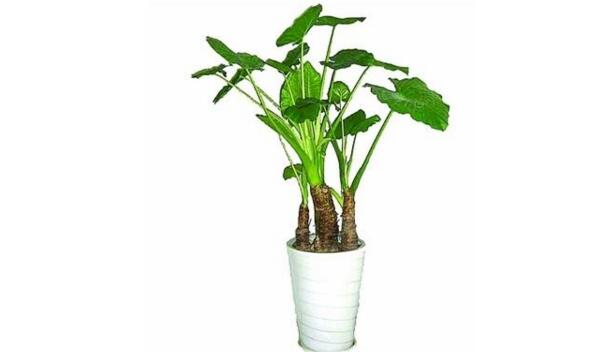 滴水观音叶斑病怎么处理,滴水观音有红蜘蛛病怎么办