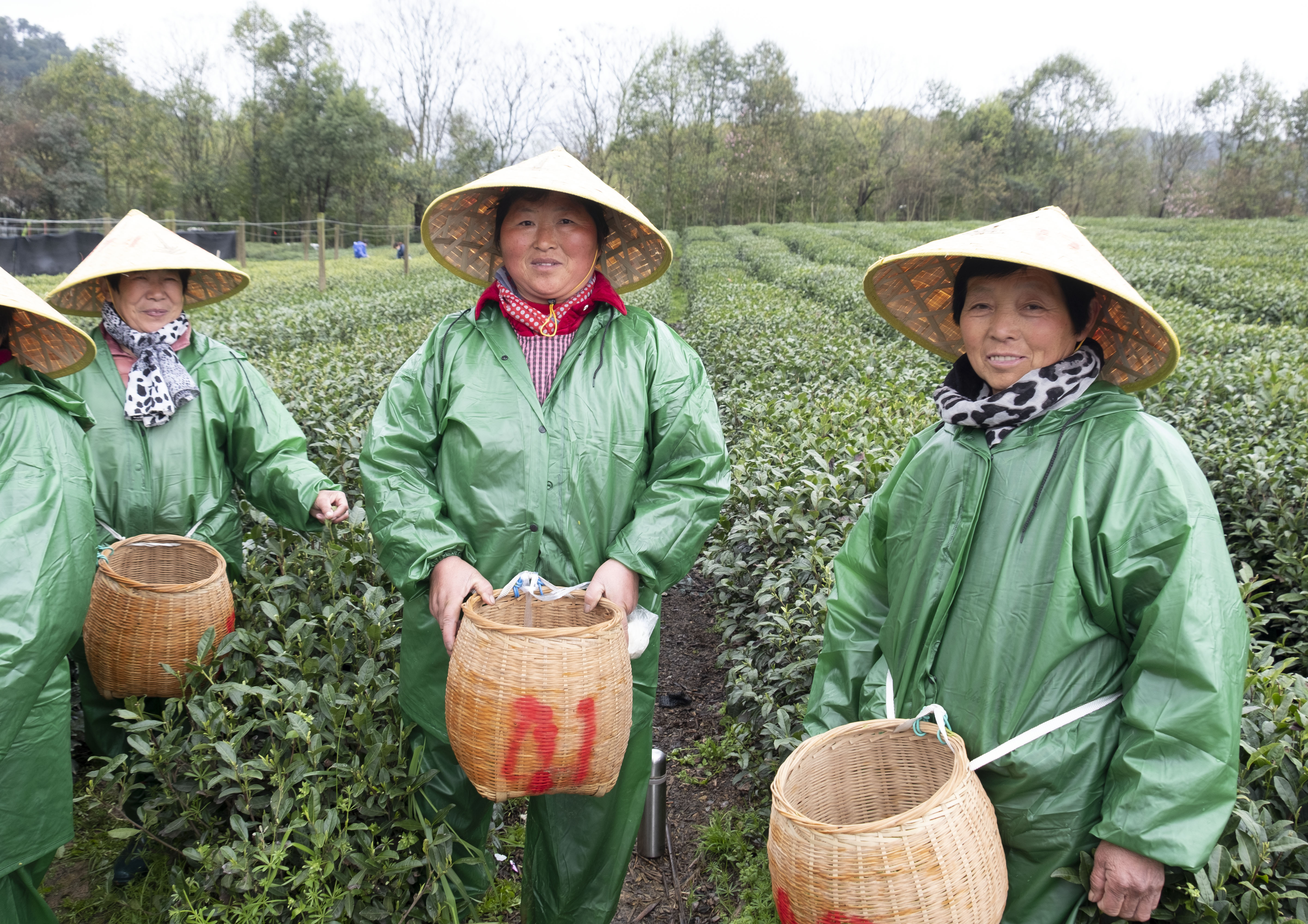 西湖龙井春茶季,龙井茶西湖明前春茶