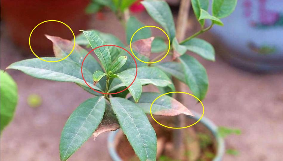 盆栽桂花怎么挽救,盆栽桂花落叶怎么补救视频