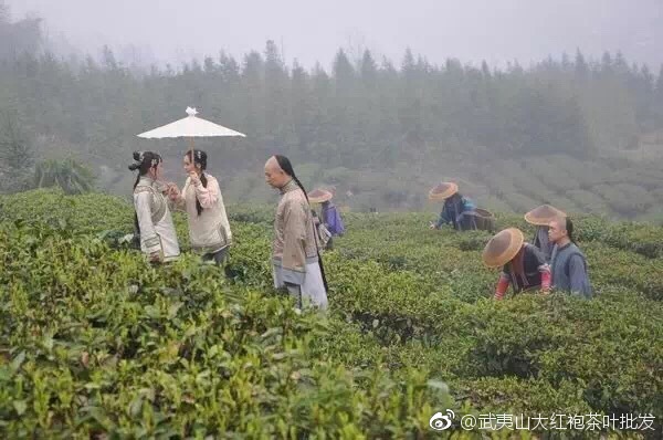 关于黑茶的几个真相真香,关于黑茶的软文