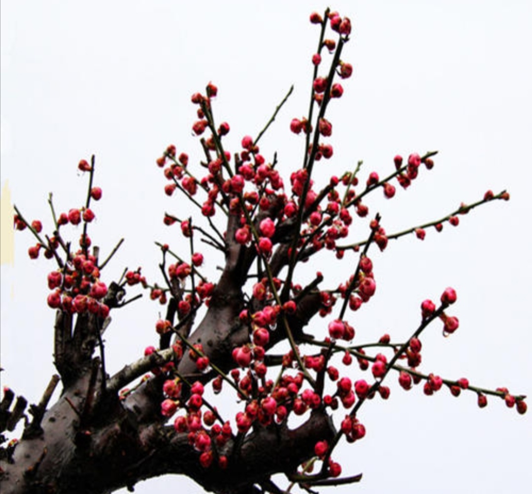 梅花开花少、不开花，应注重5个细节，春节前后就能开花满枝