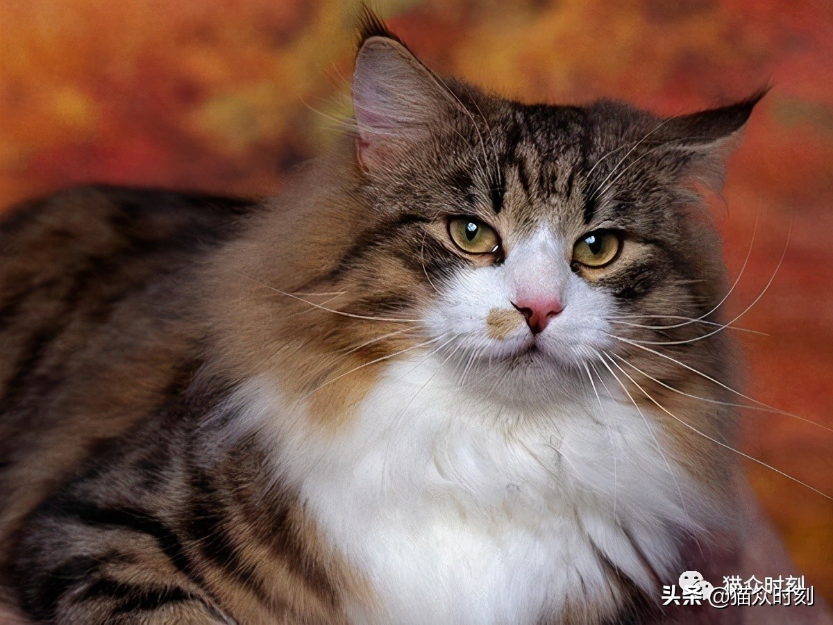 猫眼看到的画面是什么样的,猫眼观世界是什么样子