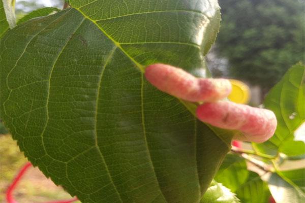 核桃叶上的虫子图片,核桃的虫害