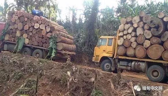 缅甸木材政策不断收紧，价格炒到天价！一公司从非洲进口60吨原木
