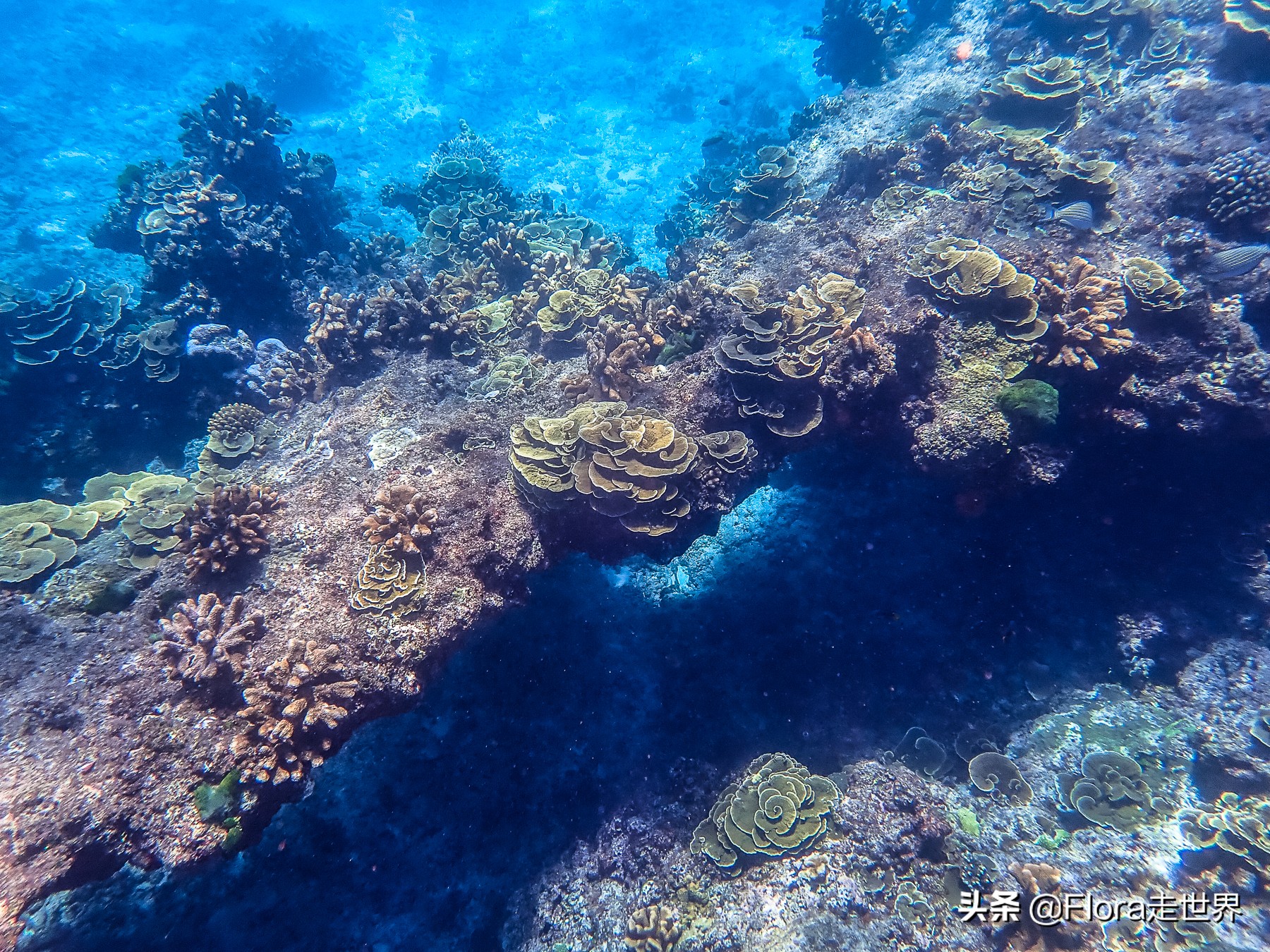 十大潜水胜地斯米兰,世界十大潜水圣地斯米兰