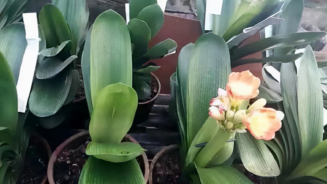 君子兰开花怎么养护和浇水方法,君子兰要开花时怎么浇水最好