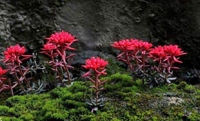 到西宁高原反应怎么处理,到青海西宁有高原反应吗