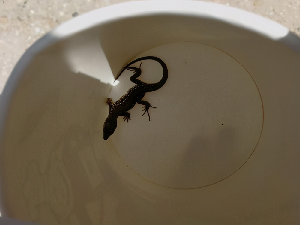 壁虎对晚期癌症有什么用吗,壁虎能解癌毒吗