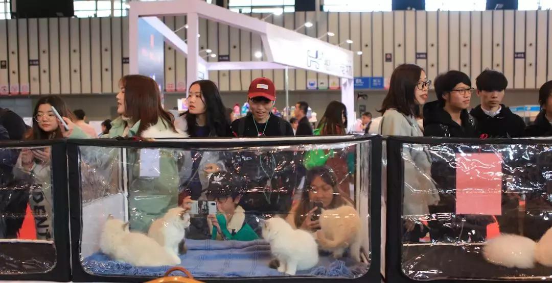 2019年第161届中国宠物文化节,2018年宠物文化节