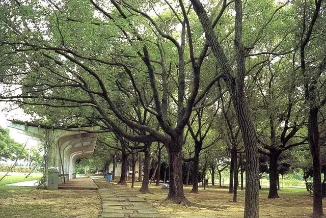 苗木人常识,苗木人最好的出路