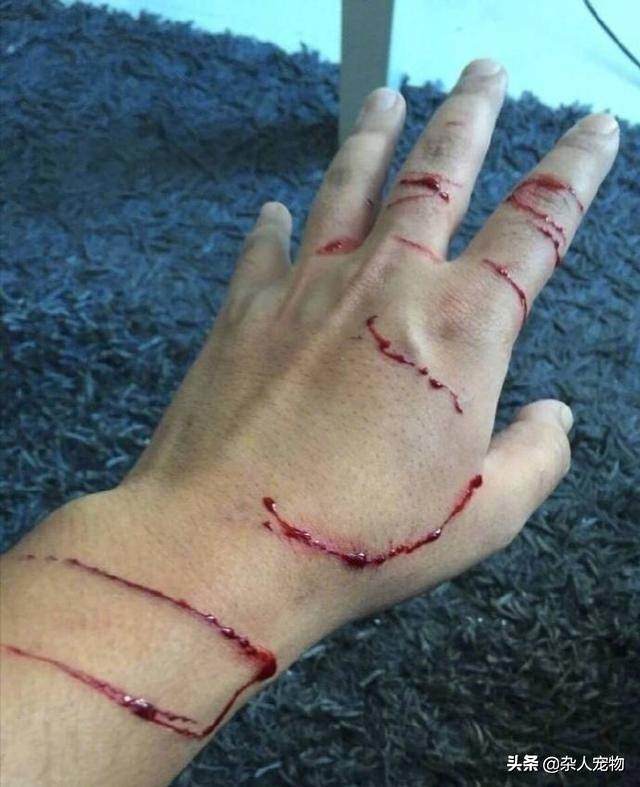 花露水可以驱猫猫身上的跳蚤吗,用什么给猫猫洗澡可以去掉跳蚤