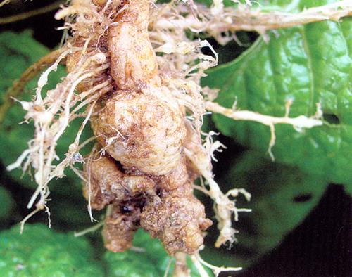 白菜根肿病特点及防治措施,根肿病防治技术