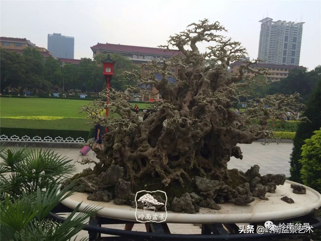 我喜欢的榕树盆景,泉州榕树盆景