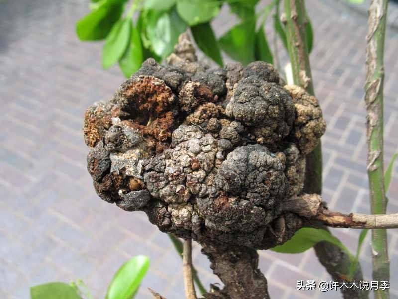 红双喜月季是扦插好还是嫁接好,藤本月季嫁接的好还是扦插的好